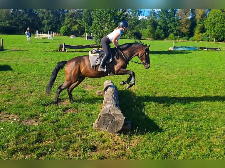 Irish Sport Horse Stute 4 Jahre 170 cm Schwarzbrauner in Pähl