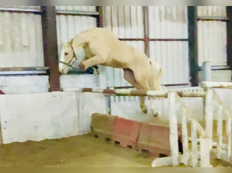Irish Sport Horse Stute 4 Jahre 172 cm Palomino in Mountrath