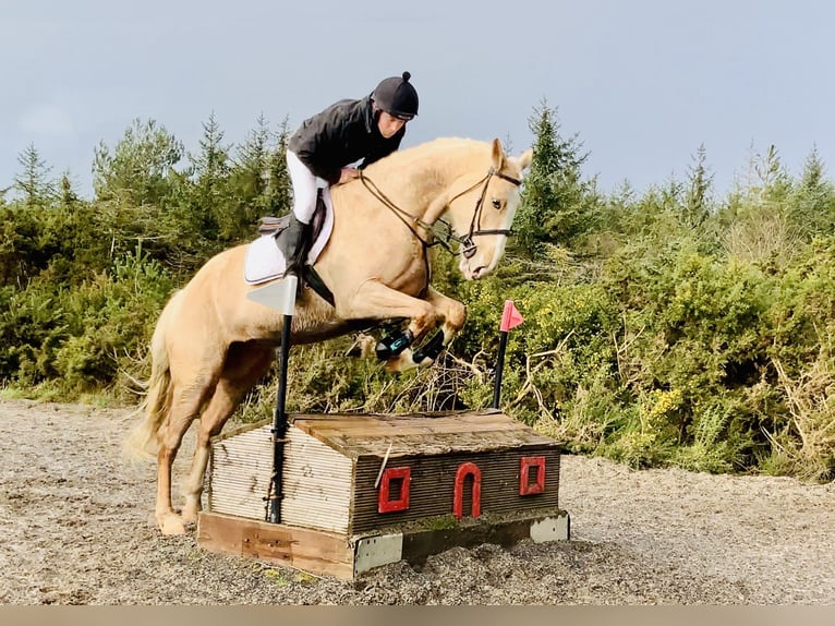 Irish Sport Horse Stute 4 Jahre 172 cm Palomino in Mountrath