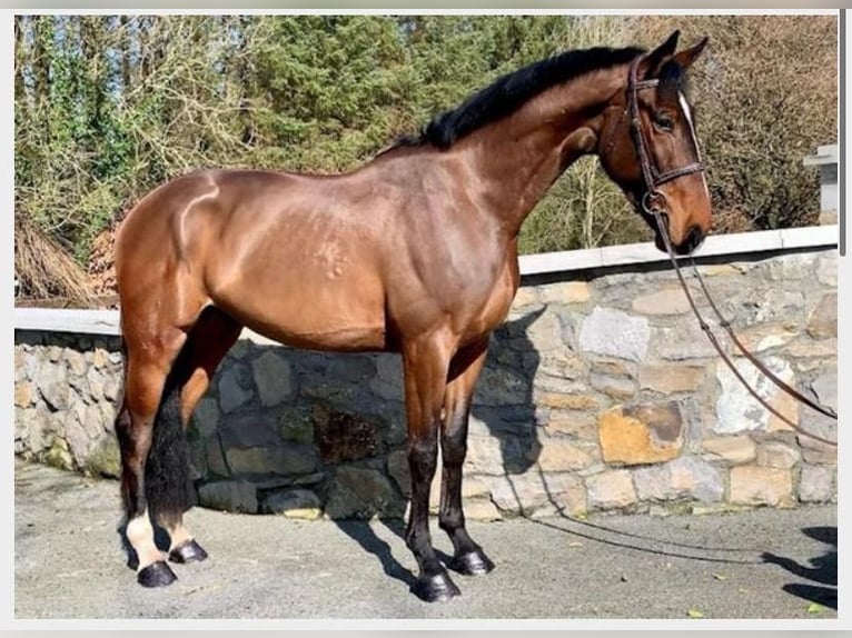 Irish Sport Horse Stute 4 Jahre 174 cm Dunkelbrauner in Szymanowo