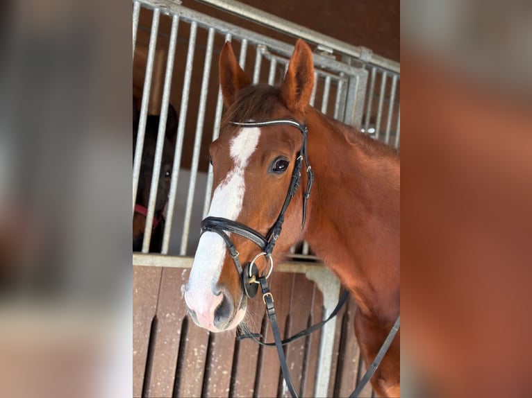 Irish Sport Horse Stute 4 Jahre 175 cm Dunkelfuchs in Gummern