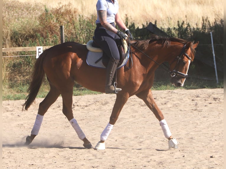 Irish Sport Horse Mix Stute 4 Jahre Dunkelfuchs in Uelsen