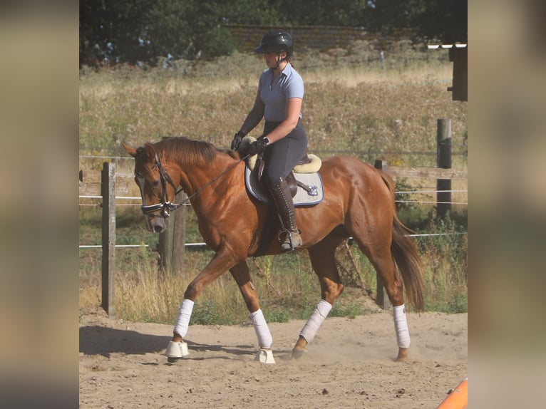 Irish Sport Horse Mix Stute 4 Jahre Dunkelfuchs in Uelsen