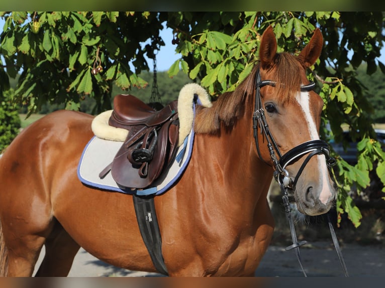 Irish Sport Horse Mix Stute 4 Jahre Dunkelfuchs in Uelsen