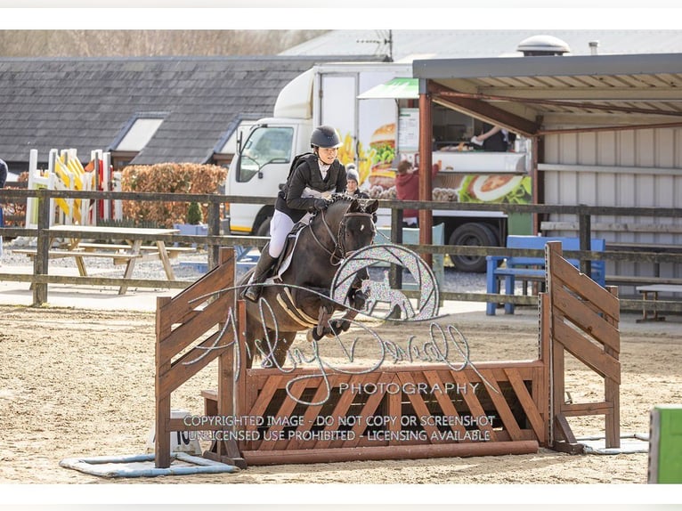 Irish Sport Horse Stute 5 Jahre 145 cm Rappe in Sligo