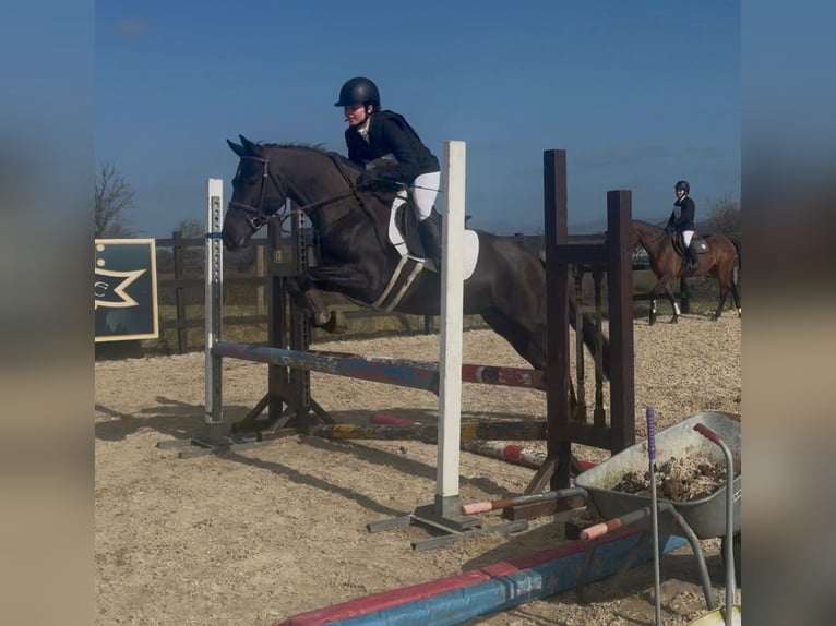 Irish Sport Horse Stute 5 Jahre 145 cm Rappe in Sligo