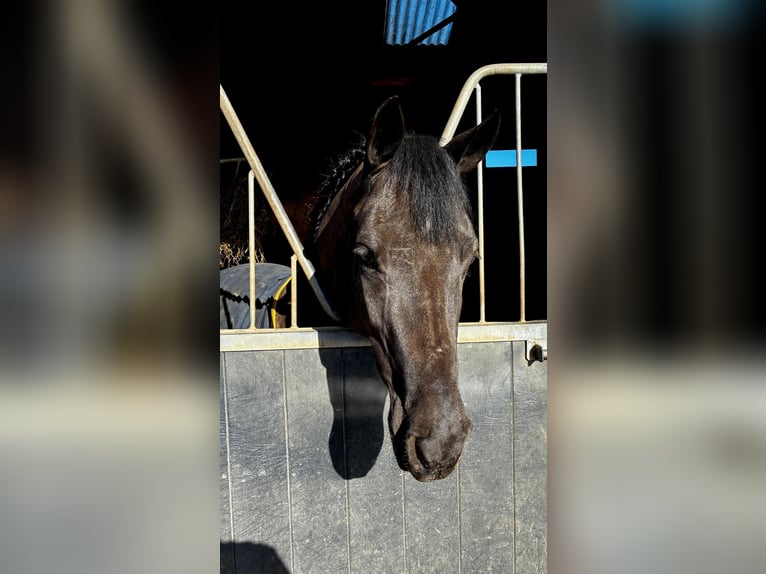 Irish Sport Horse Stute 5 Jahre 145 cm Rappe in Sligo