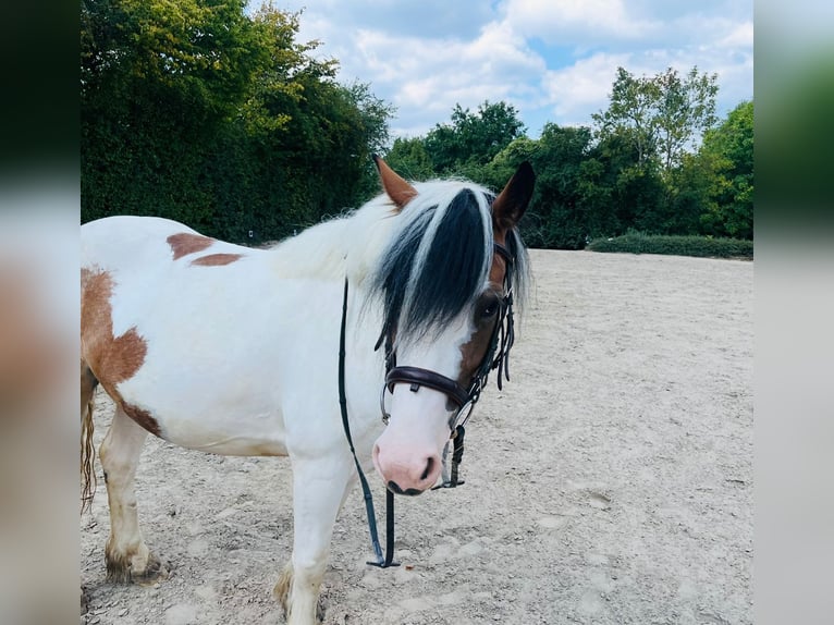 Irish Sport Horse Mix Stute 5 Jahre 145 cm Schecke in Bonn