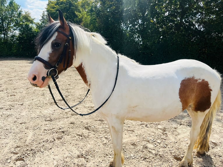 Irish Sport Horse Mix Stute 5 Jahre 145 cm Schecke in Bonn