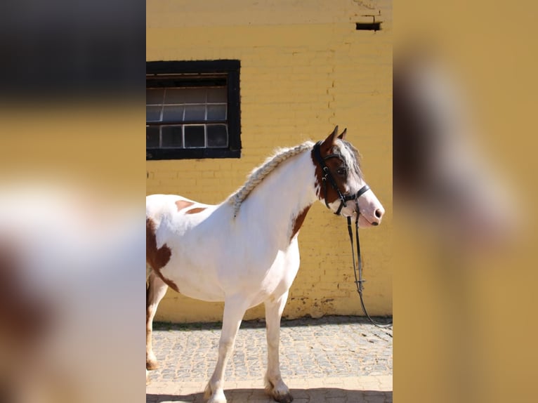 Irish Sport Horse Mix Stute 5 Jahre 145 cm Schecke in Bonn