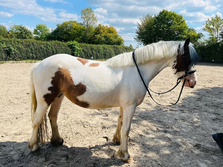 Irish Sport Horse Mix Stute 5 Jahre 145 cm Schecke in Bonn