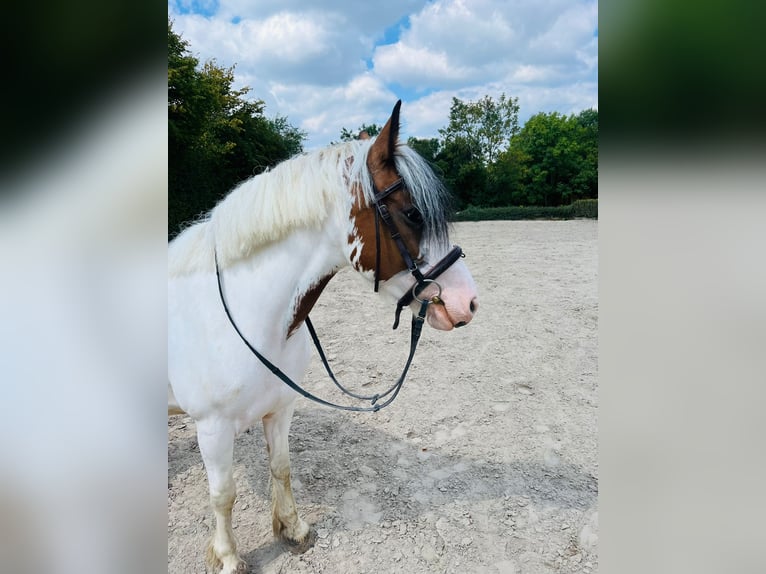 Irish Sport Horse Mix Stute 5 Jahre 145 cm Schecke in Bonn
