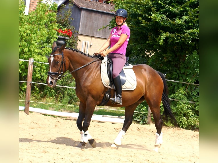 Irish Sport Horse Stute 5 Jahre 152 cm Brauner in Velpke