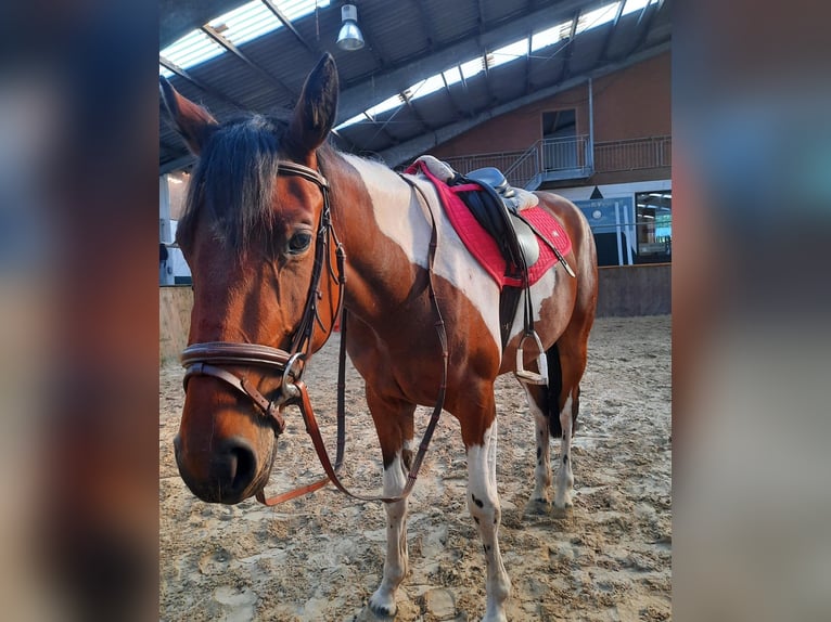 Irish Sport Horse Mix Stute 5 Jahre 154 cm Schecke in Werlte