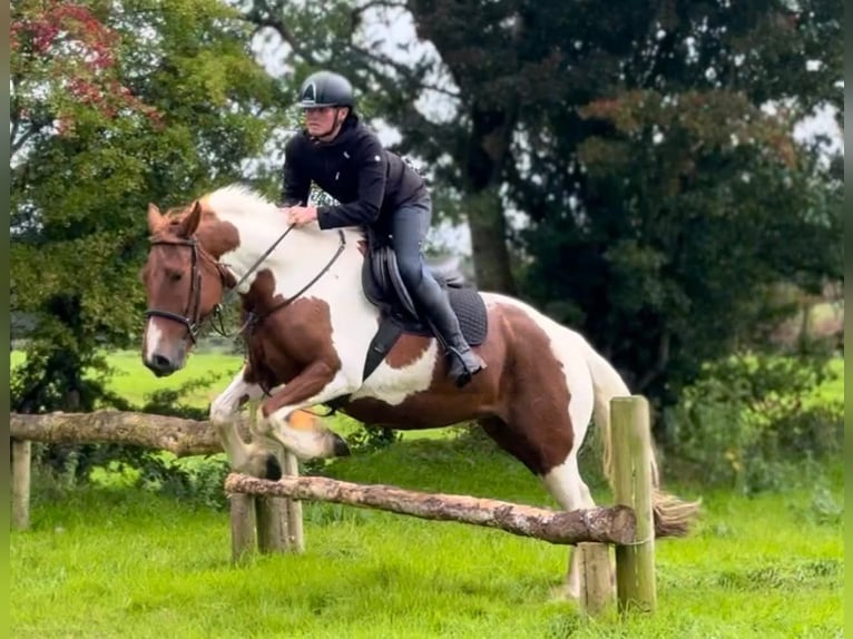 Irish Sport Horse Stute 5 Jahre 155 cm Schecke in Dublin