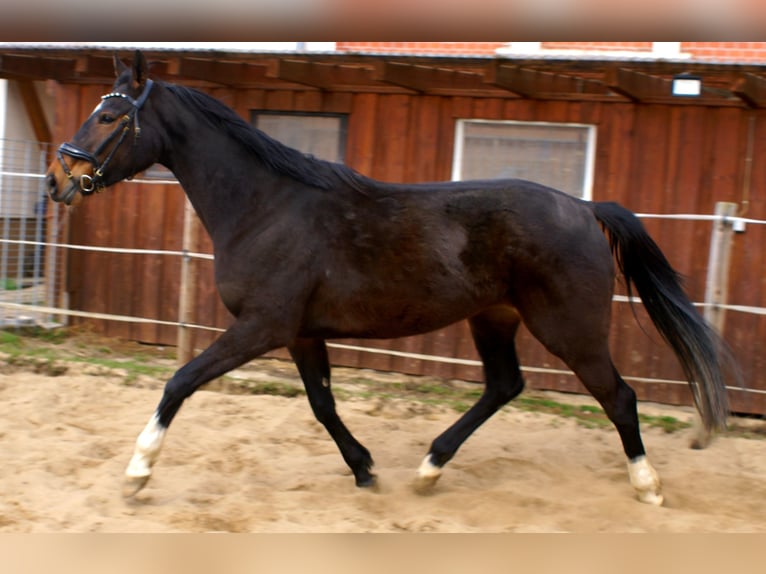 Irish Sport Horse Stute 5 Jahre 158 cm Dunkelbrauner in Velpke