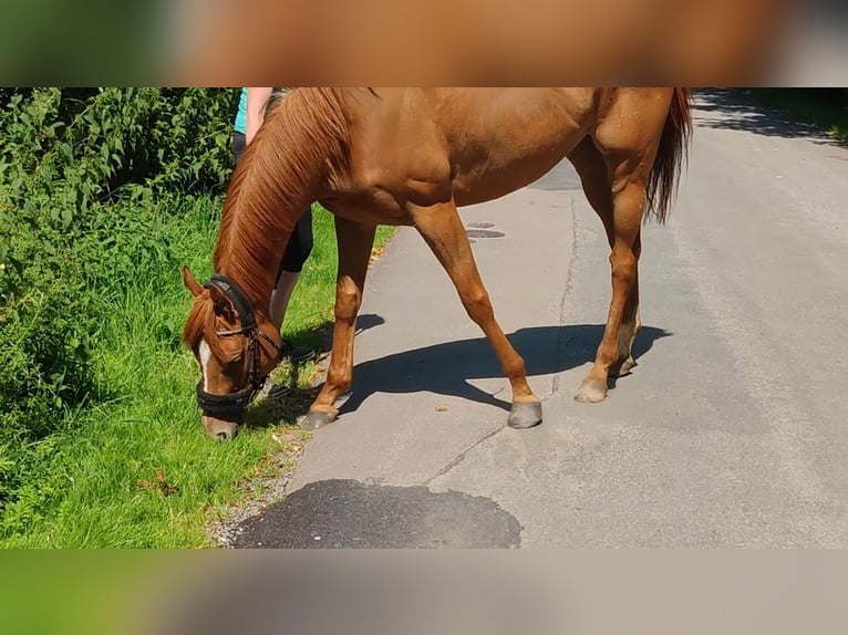 Irish Sport Horse Stute 5 Jahre 158 cm Fuchs in Lage