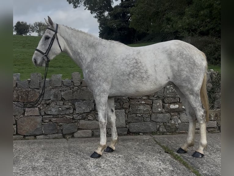 Irish Sport Horse Stute 5 Jahre 158 cm Schimmel in Down