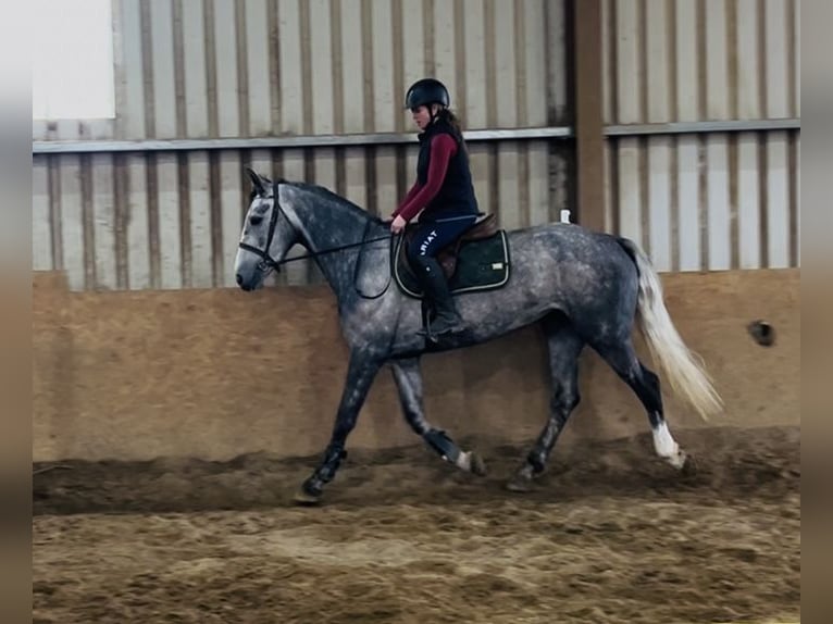 Irish Sport Horse Stute 5 Jahre 160 cm Apfelschimmel in Sligo