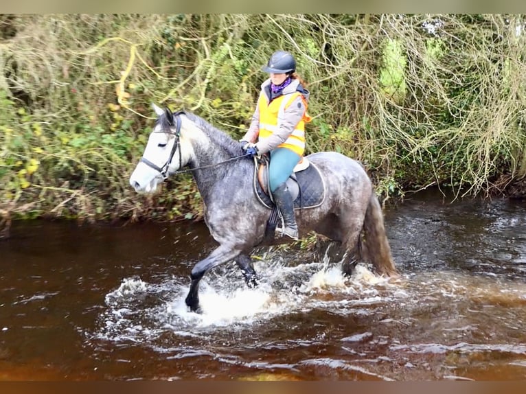 Irish Sport Horse Stute 5 Jahre 160 cm Apfelschimmel in Mountrath