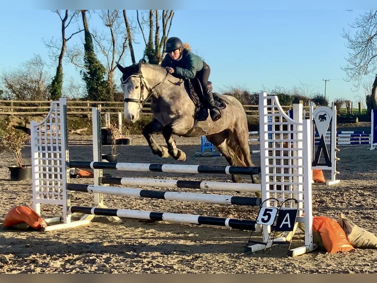 Irish Sport Horse Stute 5 Jahre 160 cm Apfelschimmel in Mountrath