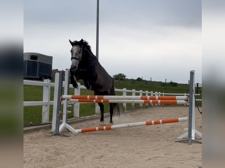 Irish Sport Horse Stute 5 Jahre 160 cm Apfelschimmel in Lohfelden