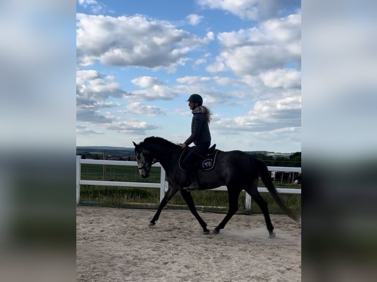 Irish Sport Horse Stute 5 Jahre 160 cm Apfelschimmel in Lohfelden