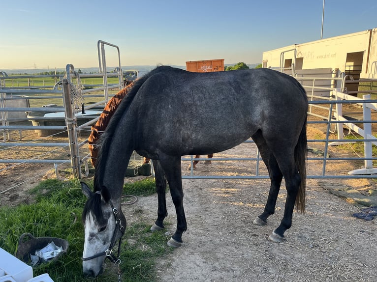 Irish Sport Horse Stute 5 Jahre 160 cm Apfelschimmel in Lohfelden