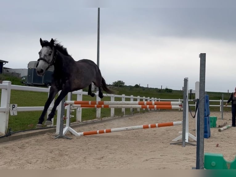 Irish Sport Horse Stute 5 Jahre 160 cm Apfelschimmel in Lohfelden