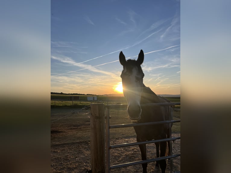 Irish Sport Horse Stute 5 Jahre 160 cm Apfelschimmel in Lohfelden