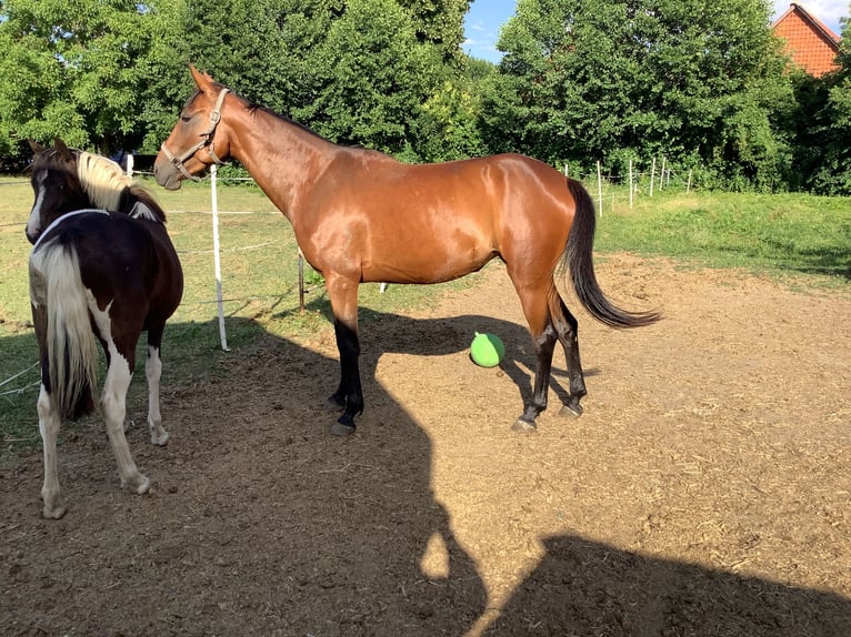 Irish Sport Horse Stute 5 Jahre 160 cm Brauner in Schellerten