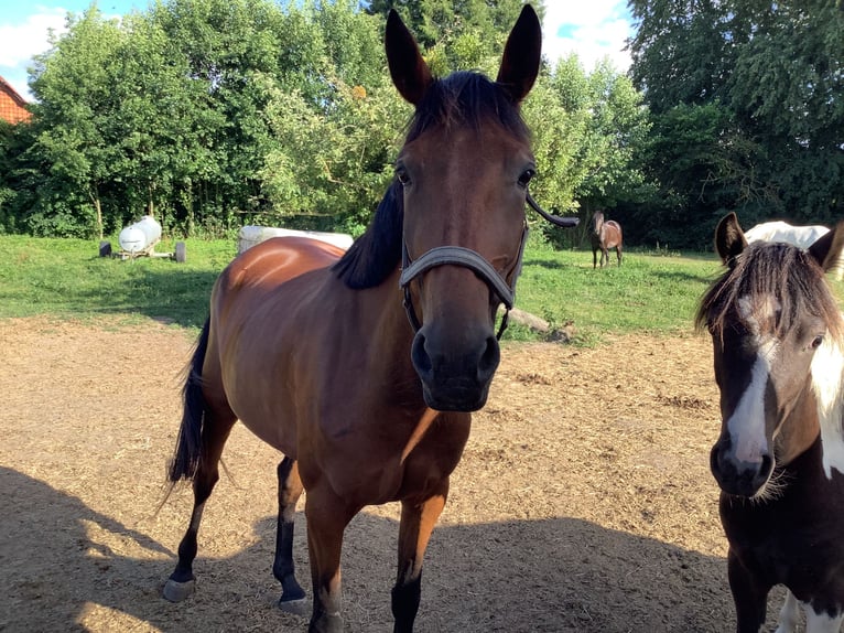 Irish Sport Horse Stute 5 Jahre 160 cm Brauner in Schellerten