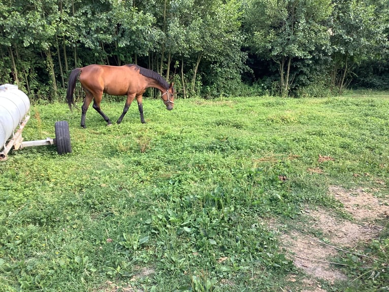 Irish Sport Horse Stute 5 Jahre 160 cm Brauner in Schellerten