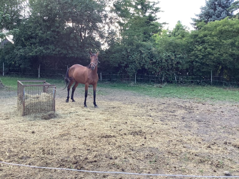 Irish Sport Horse Stute 5 Jahre 160 cm Brauner in Schellerten