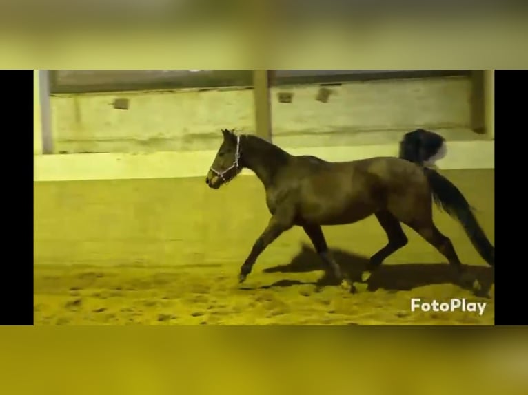 Irish Sport Horse Stute 5 Jahre 160 cm Brauner in Niederzier