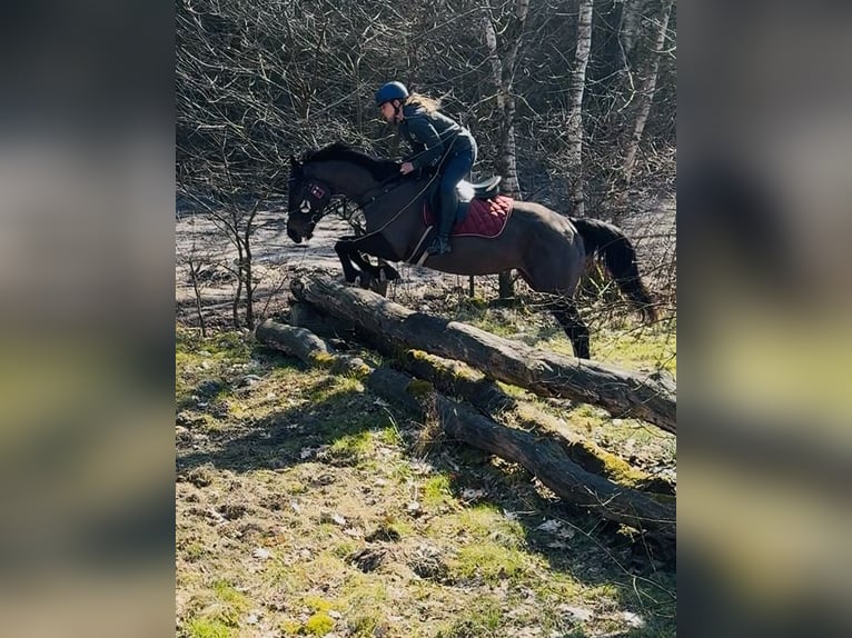Irish Sport Horse Stute 5 Jahre 160 cm Dunkelbrauner in Oebisfelde
