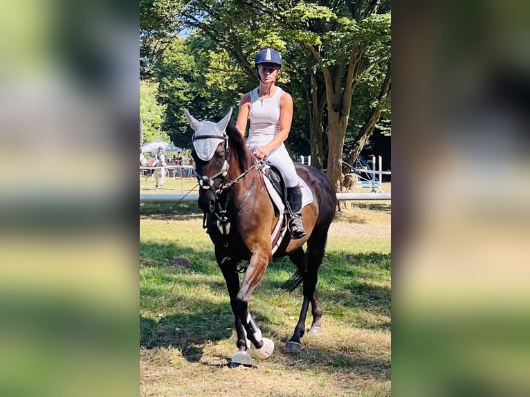 Irish Sport Horse Stute 5 Jahre 160 cm Dunkelbrauner in Oebisfelde