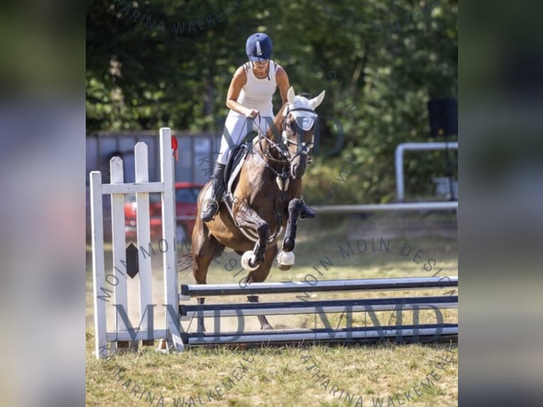 Irish Sport Horse Stute 5 Jahre 160 cm Dunkelbrauner in Oebisfelde