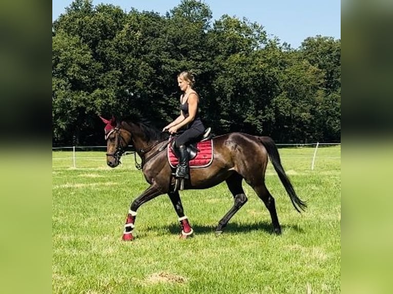 Irish Sport Horse Stute 5 Jahre 160 cm Dunkelbrauner in Oebisfelde