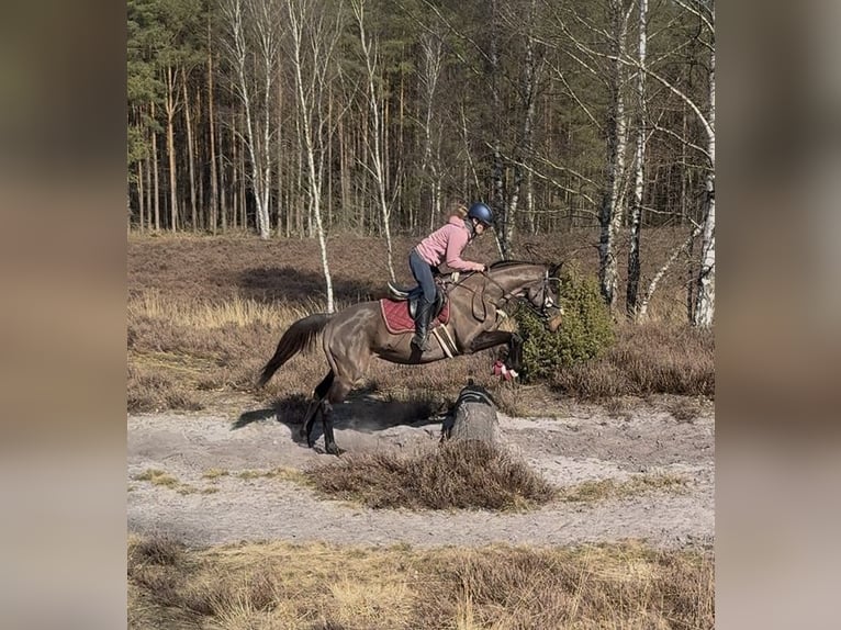 Irish Sport Horse Stute 5 Jahre 160 cm Dunkelbrauner in Oebisfelde