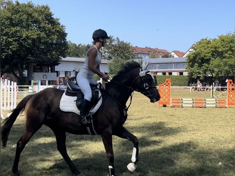 Irish Sport Horse Stute 5 Jahre 160 cm Dunkelbrauner in Oebisfelde