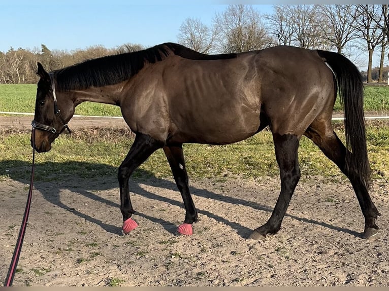 Irish Sport Horse Stute 5 Jahre 160 cm Dunkelbrauner in Oebisfelde