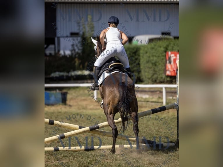 Irish Sport Horse Stute 5 Jahre 160 cm Dunkelbrauner in Oebisfelde