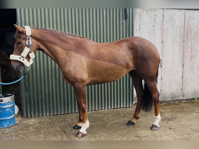 Irish Sport Horse Stute 5 Jahre 160 cm Dunkelfuchs in Sligo