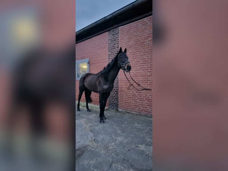 Irish Sport Horse Stute 5 Jahre 160 cm in Schermbeck