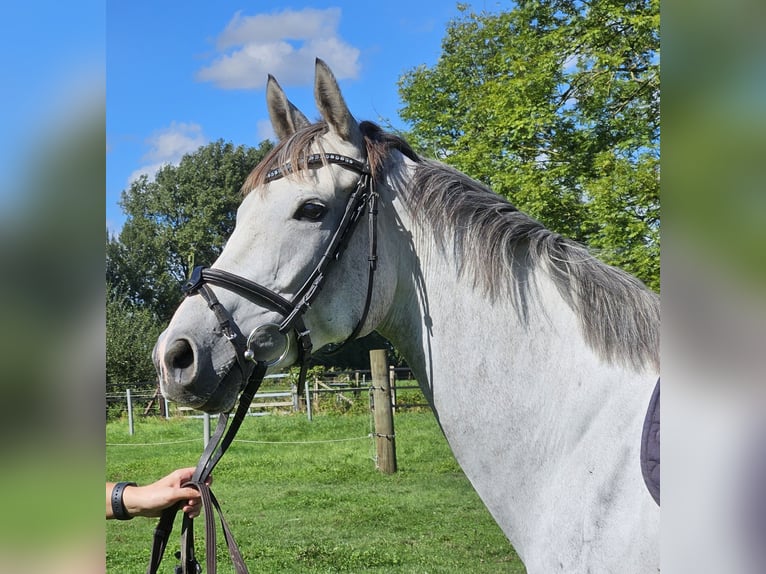 Irish Sport Horse Stute 5 Jahre 162 cm Apfelschimmel in Nettetal