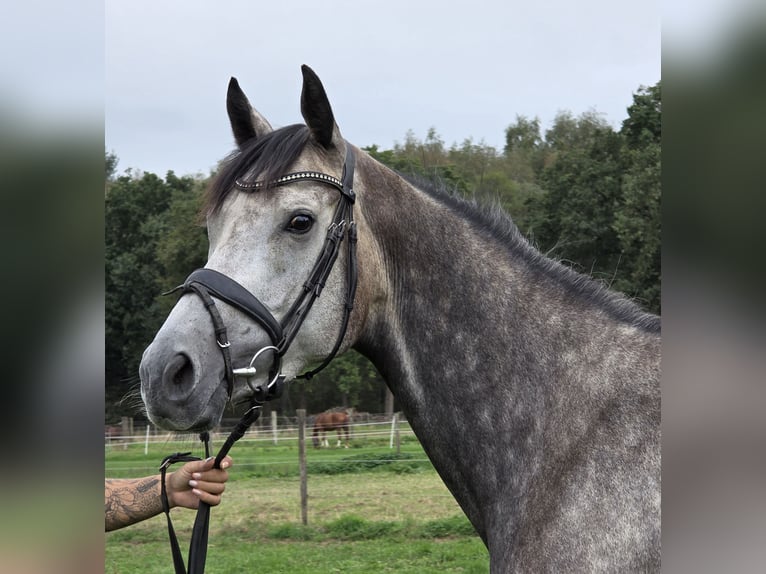 Irish Sport Horse Mix Stute 5 Jahre 162 cm Apfelschimmel in Wachtendonk