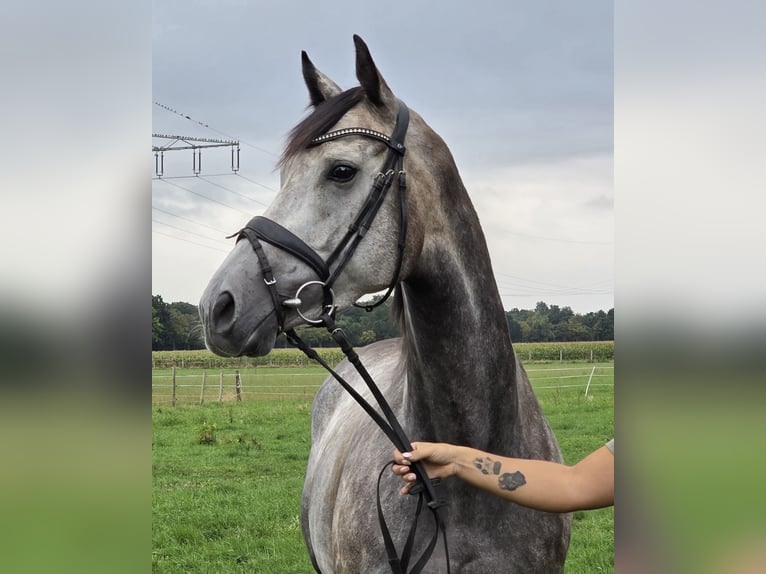 Irish Sport Horse Mix Stute 5 Jahre 162 cm Apfelschimmel in Wachtendonk