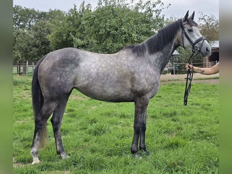 Irish Sport Horse Mix Stute 5 Jahre 162 cm Apfelschimmel in Wachtendonk