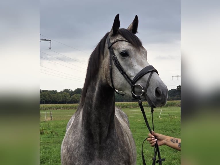 Irish Sport Horse Mix Stute 5 Jahre 162 cm Apfelschimmel in Wachtendonk